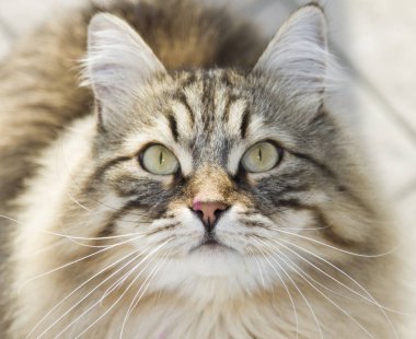 kedi güzel kahverengi tabby yavru kedi Sibirya doğurmak, seyir