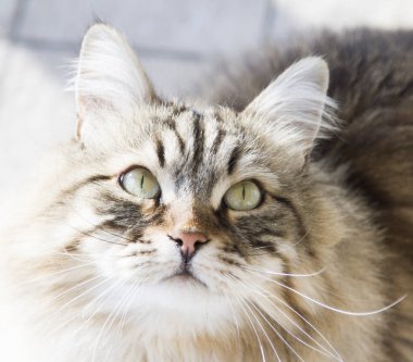 kedi güzel kahverengi tabby yavru kedi Sibirya doğurmak, seyir