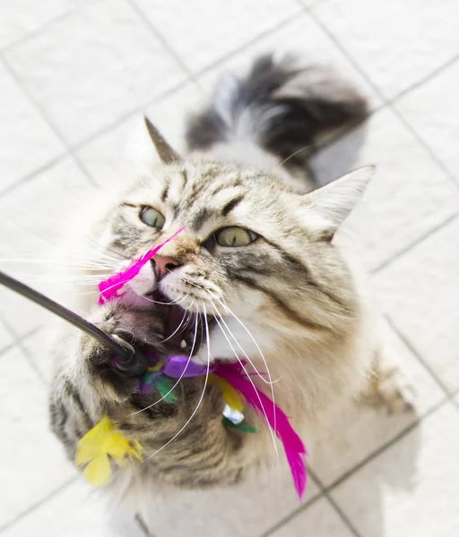 kedi tüy, kahverengi tabby Sibirya ile oynamak 