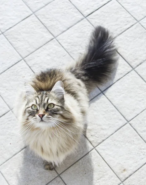 Raça siberiana marrom de gato, olhando para cima — Fotografia de Stock