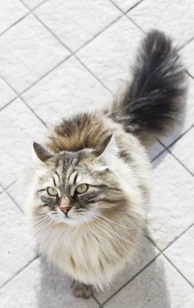 Brown siberian breed of cat, looking up — Stock Photo, Image