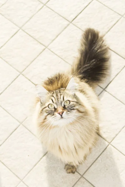 Kahverengi Sibirya doğurmak-in kedi ararken, — Stok fotoğraf