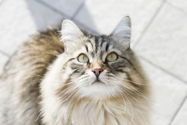 찾고, 시베리아 품종의 화려한 갈색 얼룩 고양이 고양이 고양이 — 스톡 사진