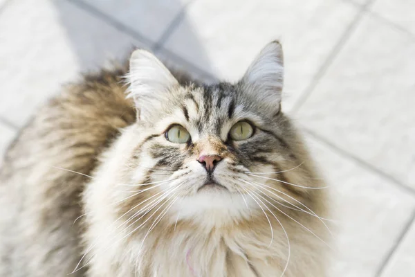 Chat levant les yeux, magnifique chaton tabby brun de race sibérienne — Photo