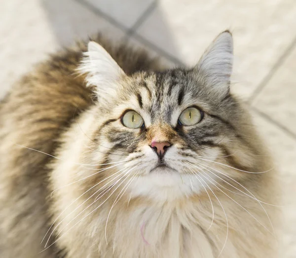 Gato mirando arriba, magnífico marrón tabby gatito de siberiano crianza — Foto de Stock