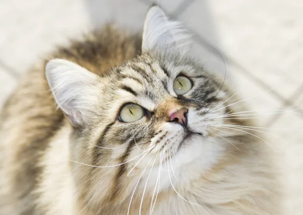 Cat looking up, gorgeous brown tabby kitten of siberian breed — Stock Photo, Image