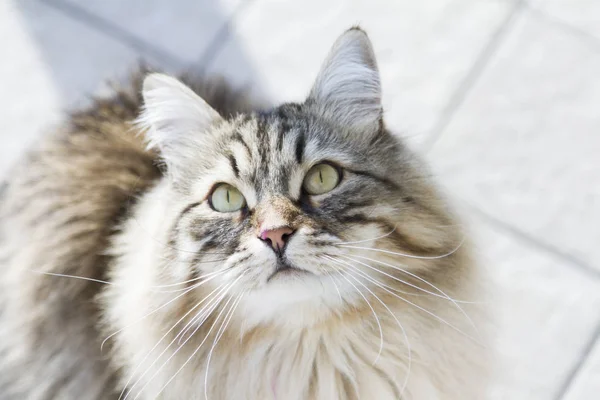 Cat looking up, gorgeous brown tabby kitten of siberian breed — Stock Photo, Image