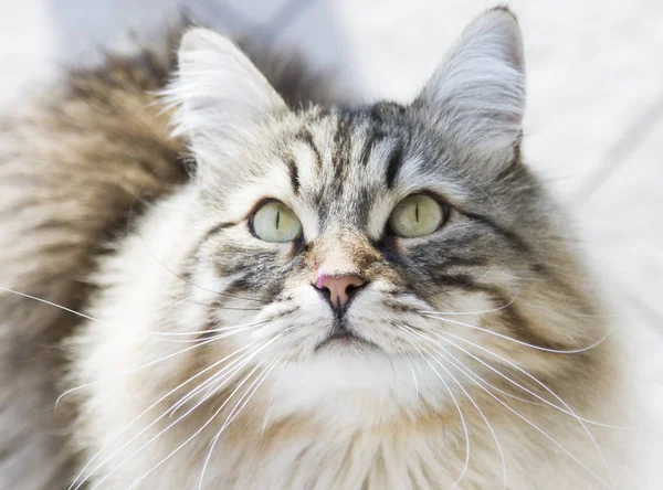 Podíváme se, nádherné hnědé tříbarevné kotě sibiřské plemeno kočka — Stock fotografie