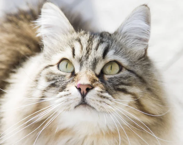 Cat looking up, gorgeous brown tabby kitten of siberian breed — Stock Photo, Image