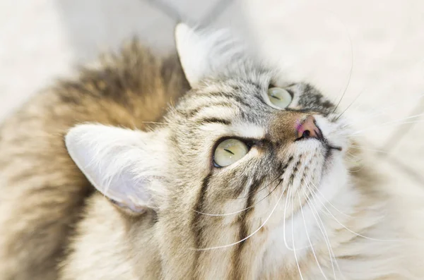 Gato olhando para cima, lindo gatinho marrom tabby de raça siberiana — Fotografia de Stock