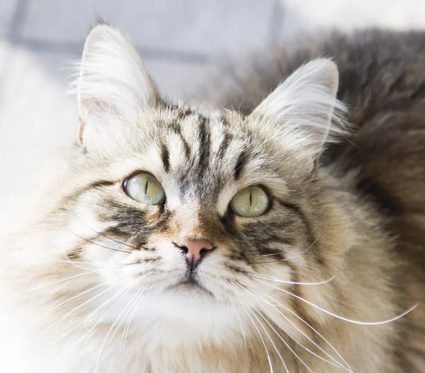 Gato olhando para cima, lindo gatinho marrom tabby de raça siberiana — Fotografia de Stock