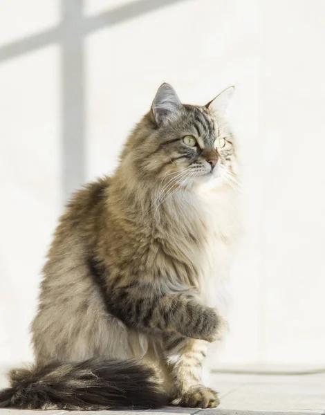 Brązowy kot rasy siberain — Zdjęcie stockowe
