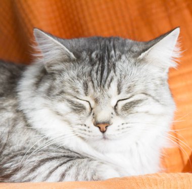 evde kadın gümüş kedi