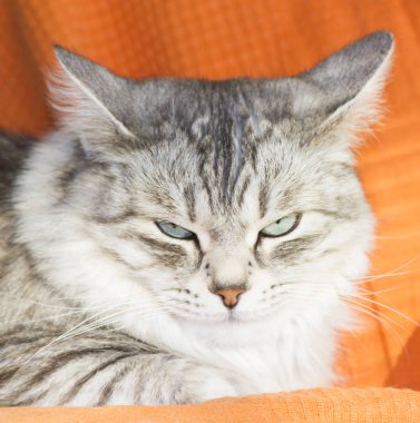 evde kadın gümüş kedi