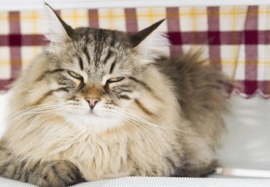 Sibirya doğurmak evde kahverengi tekir kedi