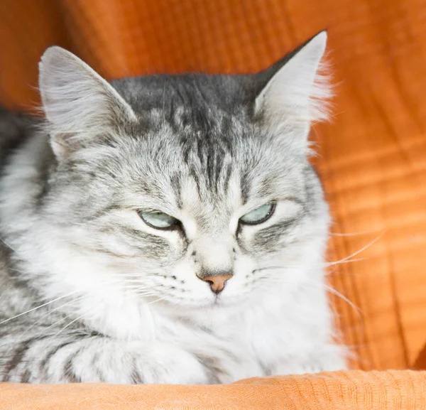 Evde kadın gümüş kedi — Stok fotoğraf