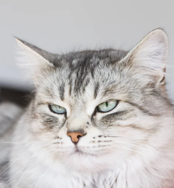 Stříbrná kočička v domě — Stock fotografie