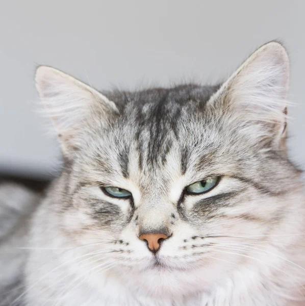 Evde kadın gümüş kedi — Stok fotoğraf