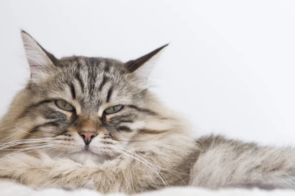 Gato tabby marrom da raça siberiana na casa — Fotografia de Stock