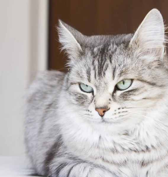 Samica srebrny kot w domu — Zdjęcie stockowe