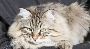 Bahçe, siyah adam Sibirya cins kahverengi tekir kedi