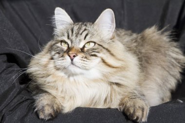 Bahçe, siyah adam Sibirya cins kahverengi tekir kedi