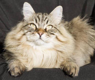 Bahçe, siyah adam Sibirya cins kahverengi tekir kedi