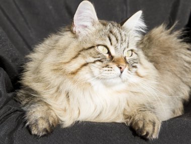 Bahçe, siyah adam Sibirya cins kahverengi tekir kedi