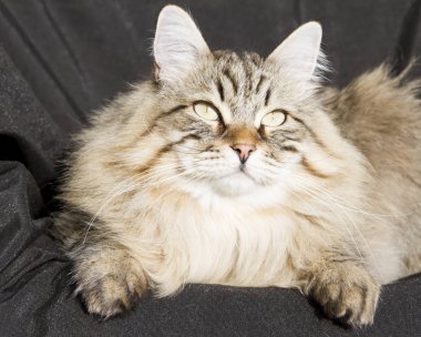 Bahçe, siyah adam Sibirya cins kahverengi tekir kedi