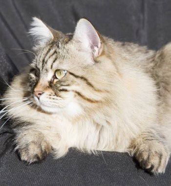 Bahçe, siyah adam Sibirya cins kahverengi tekir kedi