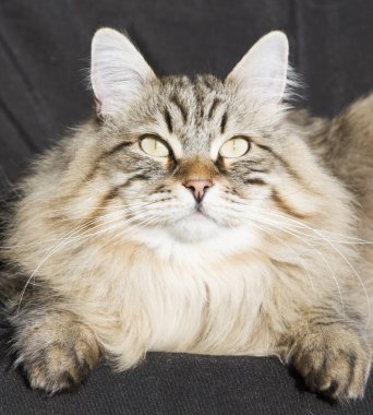 Bahçe, siyah adam Sibirya cins kahverengi tekir kedi