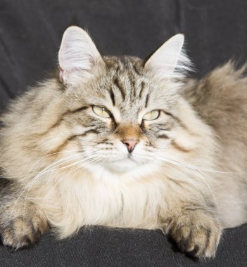 Bahçe, siyah adam Sibirya cins kahverengi tekir kedi