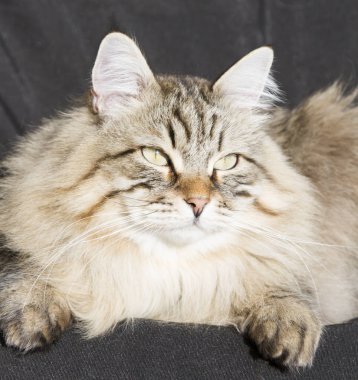 Bahçe, siyah adam Sibirya cins kahverengi tekir kedi