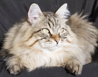 Bahçe, siyah adam Sibirya cins kahverengi tekir kedi