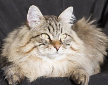 Bahçe, siyah adam Sibirya cins kahverengi tekir kedi