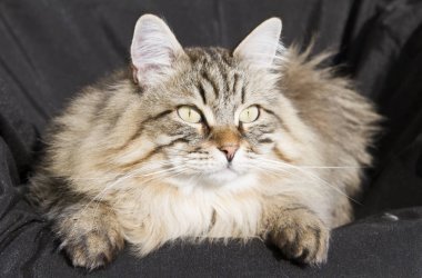 Bahçe, siyah adam Sibirya cins kahverengi tekir kedi