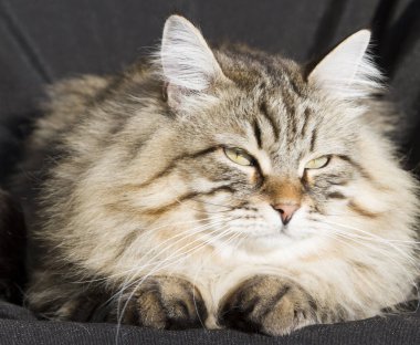 Bahçe, siyah adam Sibirya cins kahverengi tekir kedi