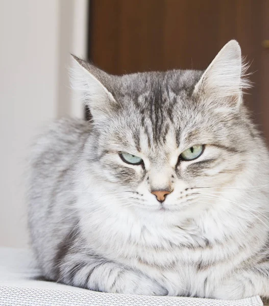 Gatto d'argento femminile in casa — Foto Stock