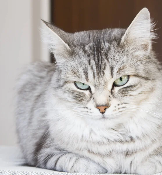 Женщина серебряная кошка в доме — стоковое фото