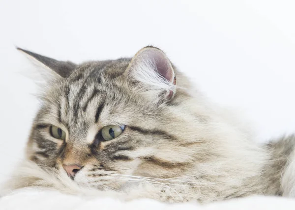 Gato tabby marrom da raça siberiana na casa — Fotografia de Stock