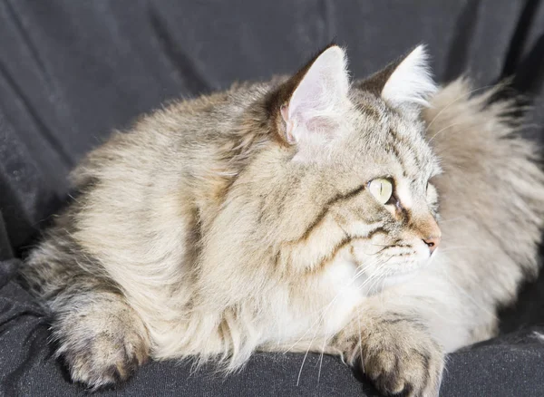 Marrón tabby gato de siberiano crianza en el jardín, negro backgroun — Foto de Stock