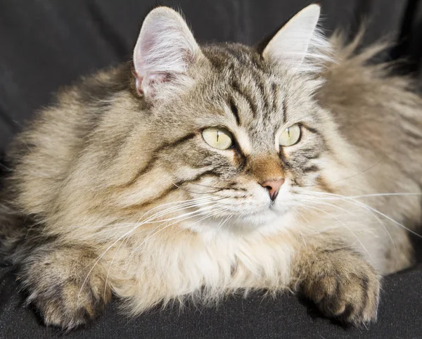 Bahçe, siyah adam Sibirya cins kahverengi tekir kedi