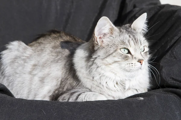 Серебристая кошка сибирской породы, черный фон — стоковое фото