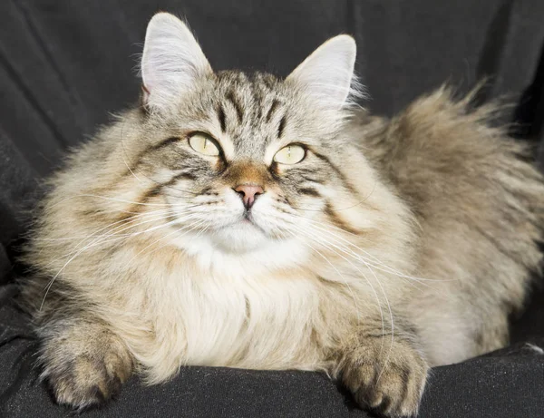 Brown tabby cat of siberian breed in the garden, black backgroun Stock Photo