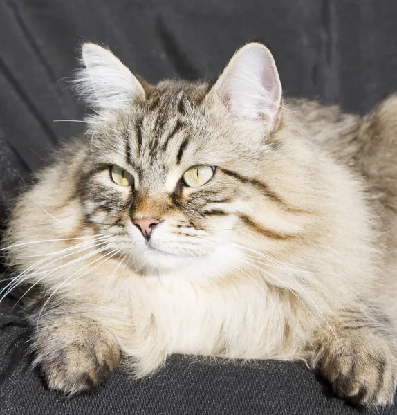 Brown tabby cat of siberian breed in the garden, black backgroun Stock Image