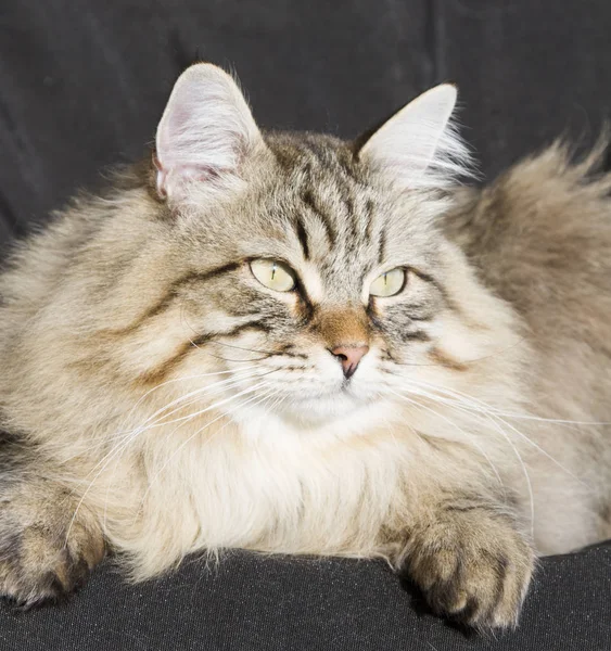 Brown tabby cat of siberian breed in the garden, black backgroun Stock Picture