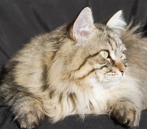 Brown tabby cat of siberian breed in the garden, black backgroun Stock Photo