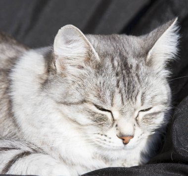 Sibirya doğurmak, siyah arka plan, gümüş dişi kedi