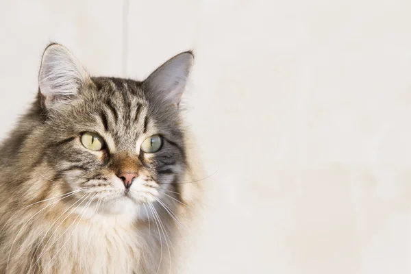 Marrón tabby gato al aire libre, siberiano crianza —  Fotos de Stock