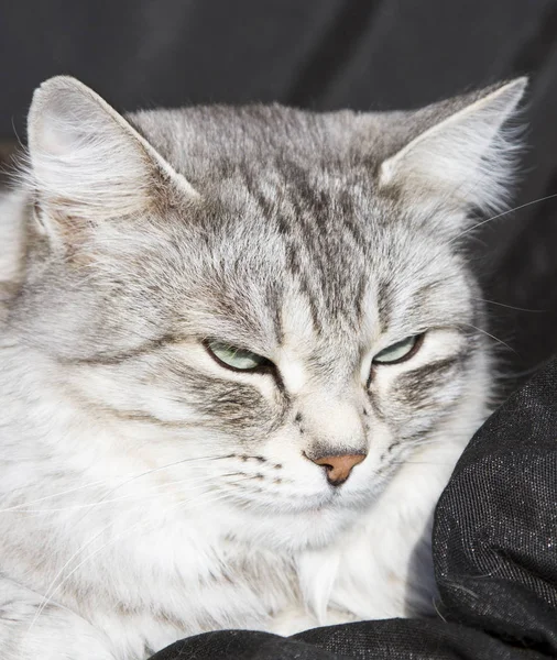 Female silver cat of siberian breed, black background — Stock Photo, Image